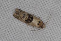 Neocochylis molliculana