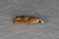 Eucosma conterminana