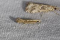 Plutella xylostella