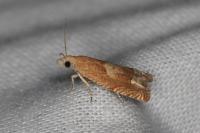 Eucosma conterminana