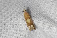 Eucosma conterminana