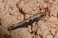 Plutella xylostella