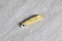 Eucosma conterminana