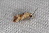 Cochylis