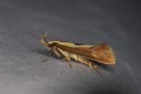 Harpella forficella