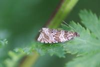 Celypha rivulana
