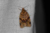 Epagoge grotiana