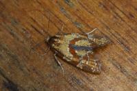 Aethes hartmanniana