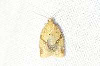 Clepsis consimilana