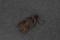 Agonopterix