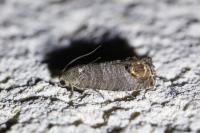 Cydia pomonella