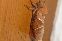 Triodia sylvina