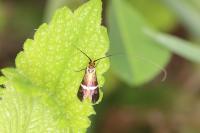 Adela australis