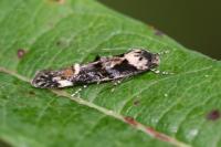 Mompha conturbatella