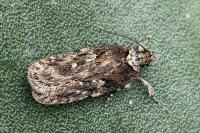 Depressaria radiosquamella