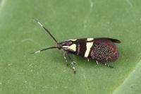 Dasycera oliviella