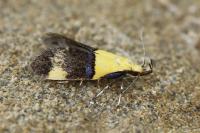 Oecophora bractella
