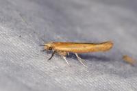 Zelleria hepariella