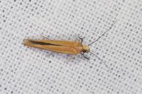 Zelleria hepariella
