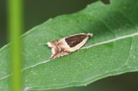 Ancylis badiana