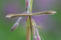 Stenoptilia