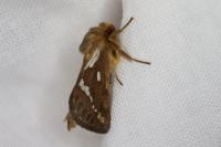Korscheltellus lupulinus