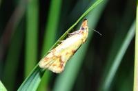 Agapeta hamana