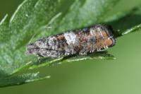 Epinotia rubiginosana
