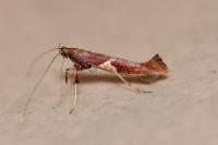 Caloptilia stigmatella