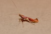 Caloptilia stigmatella