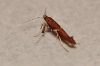 Caloptilia stigmatella