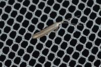 Coleophora pulchripennella