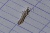Coleophora pulchripennella