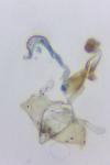 Coleophora pulchripennella