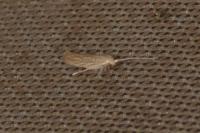 Coleophora versurella