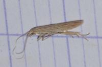 Coleophora versurella