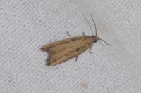 Bactra venosana