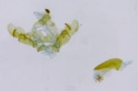 Bactra venosana