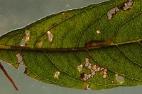 Ectoedemia intimella