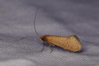 Nematopogon