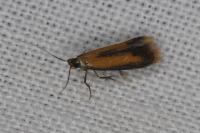 Coptotriche marginea