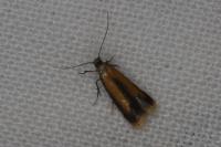 Coptotriche marginea