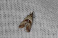 Falseuncaria