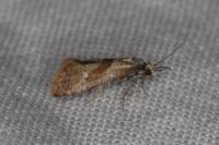 Falseuncaria