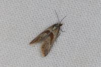 Falseuncaria