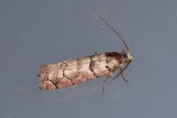 Pseudococcyx tessulatana