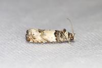 Epinotia thapsiana
