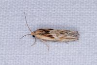 Eucosma cana