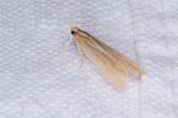 Helcystogramma rufescens
