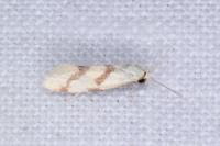 Aethes bilbaensis